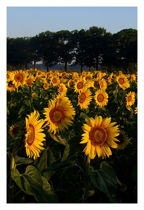 sunflowers1