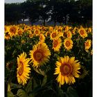 sunflowers1