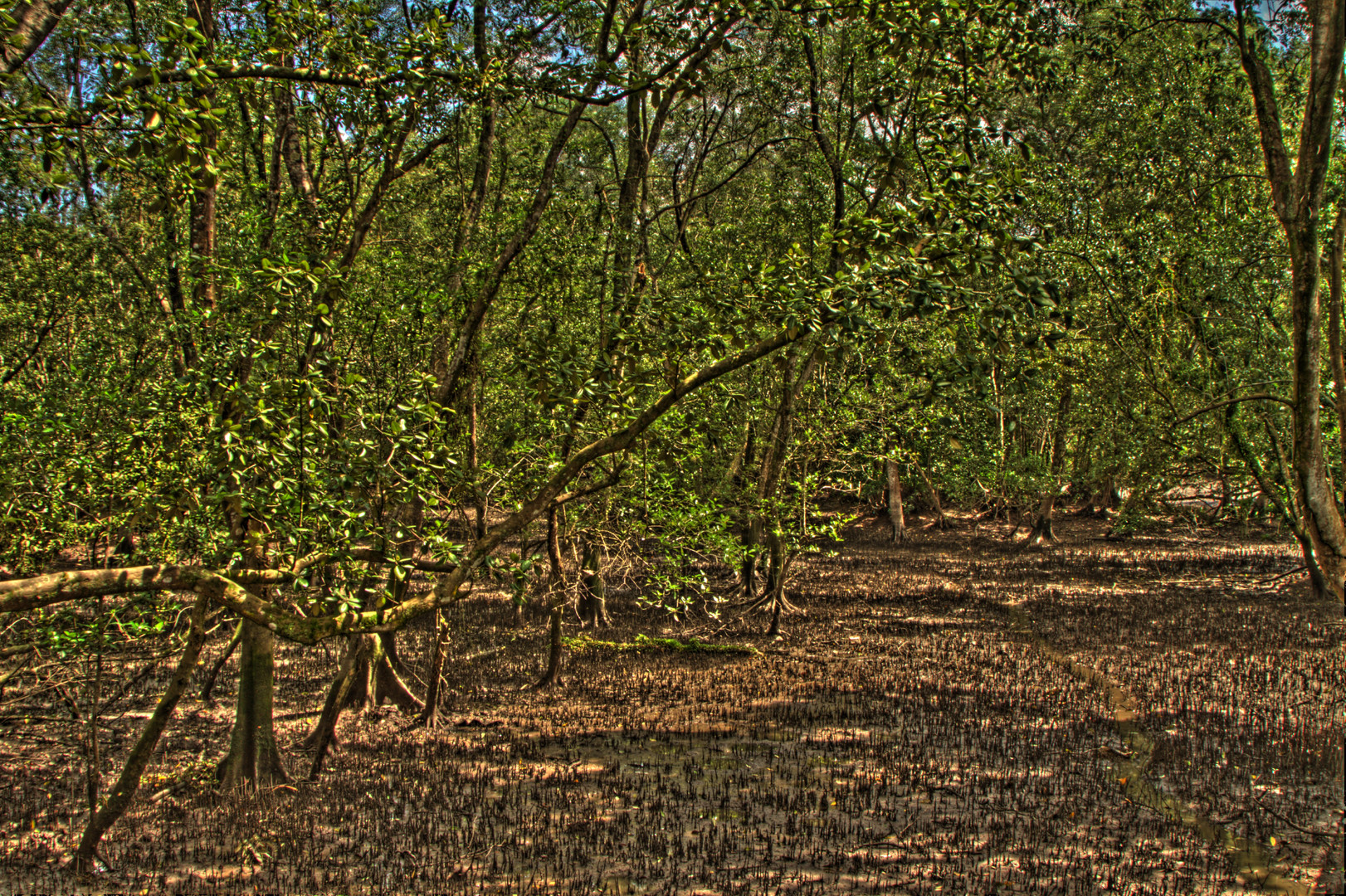 Sungai Buloh Wetlands