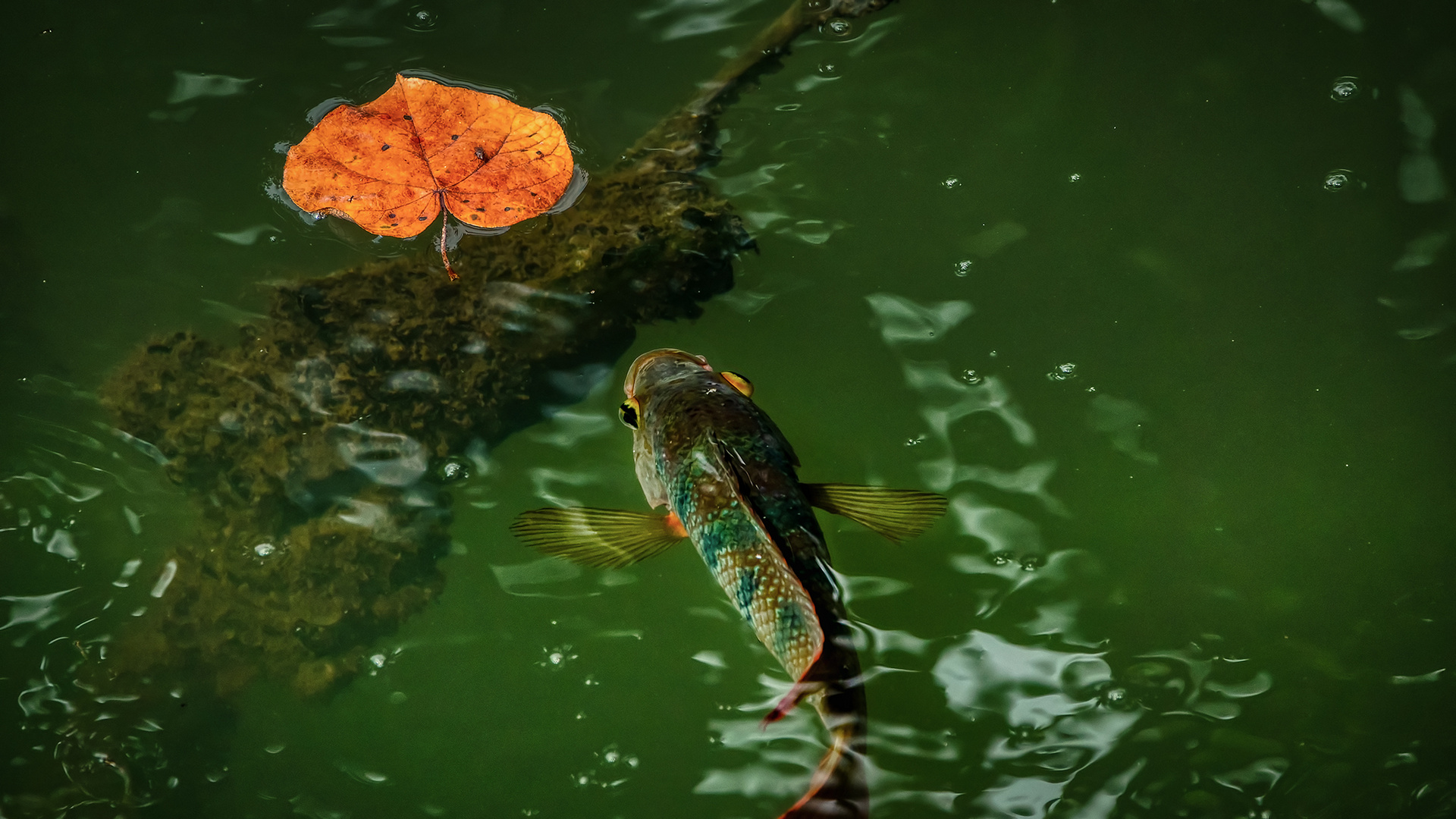 Sungei Buloh Wetland Reserve (II)