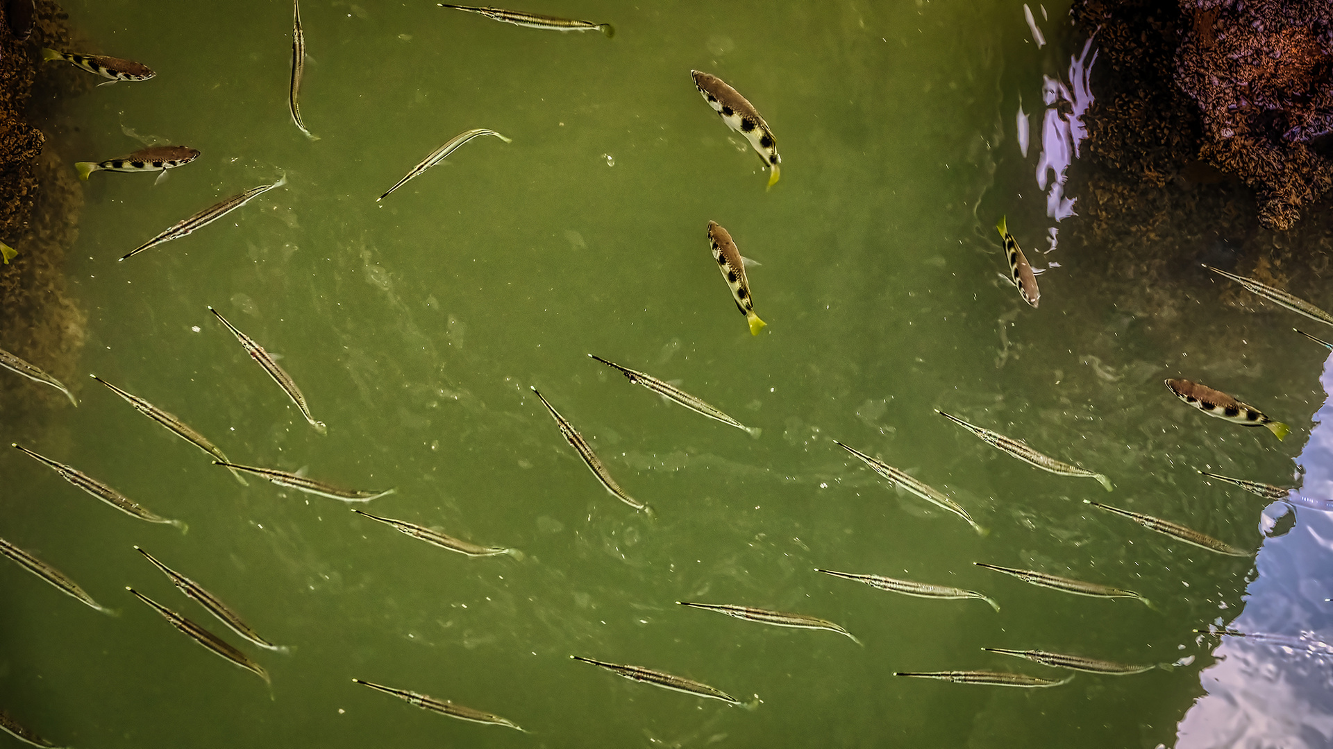 Sungei Buloh Wetland Reserve (IV)