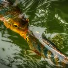 Sungei Buloh Wetland Reserve (LI)