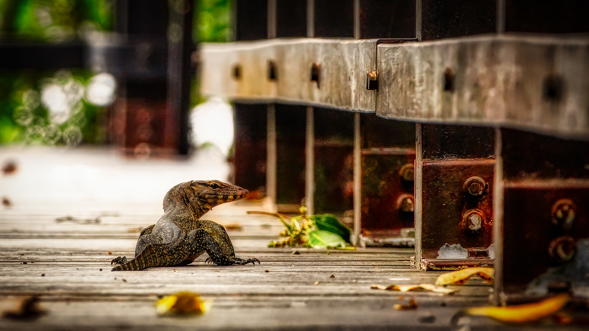 Sungei Buloh Wetland Reserve (LII)