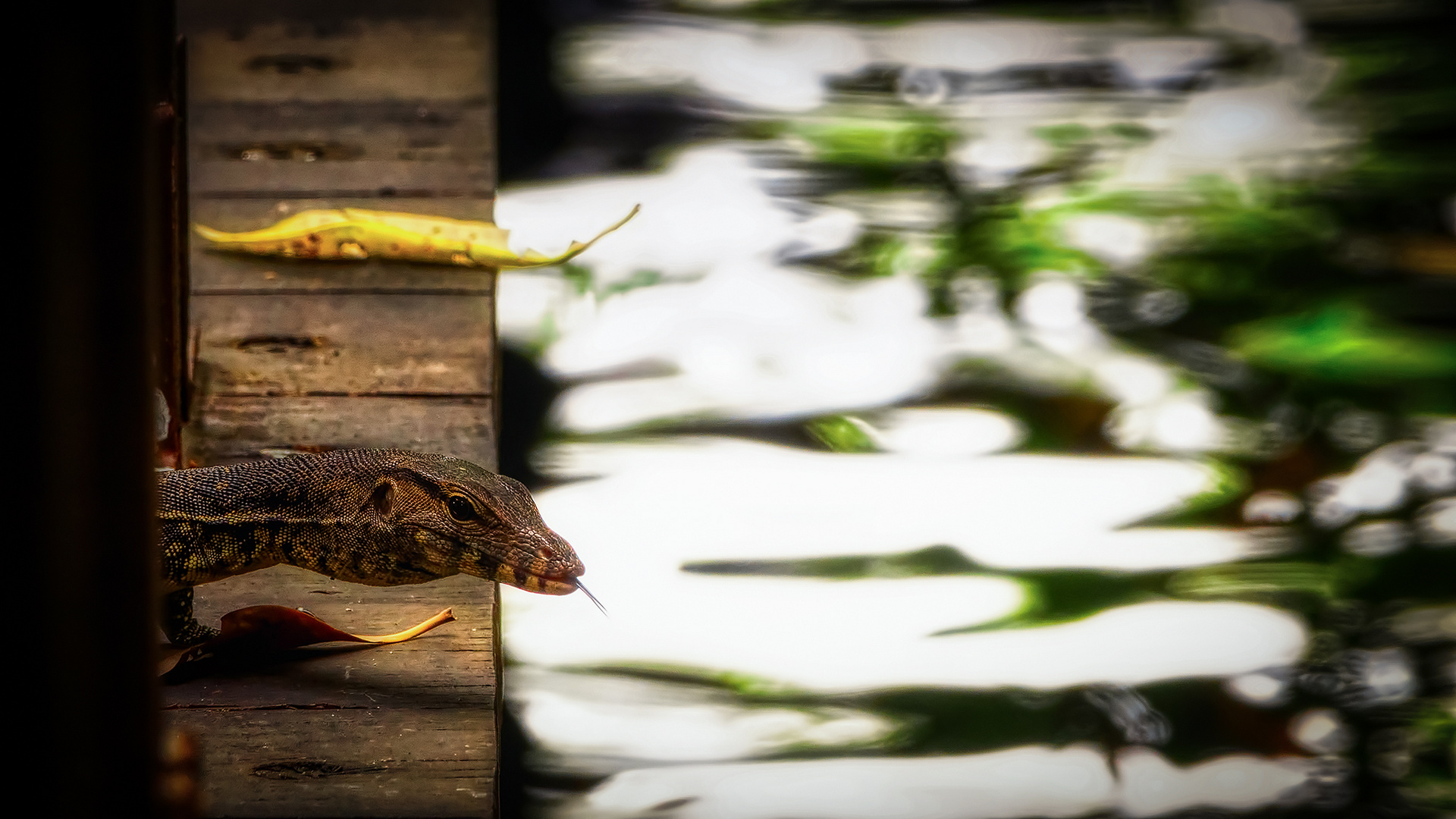 Sungei Buloh Wetland Reserve (LIV)