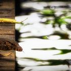 Sungei Buloh Wetland Reserve (LIV)