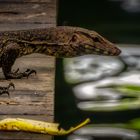 Sungei Buloh Wetland Reserve (LV)