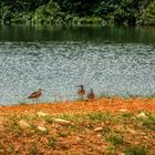 Sungei Buloh Wetland Reserve (LVIII)