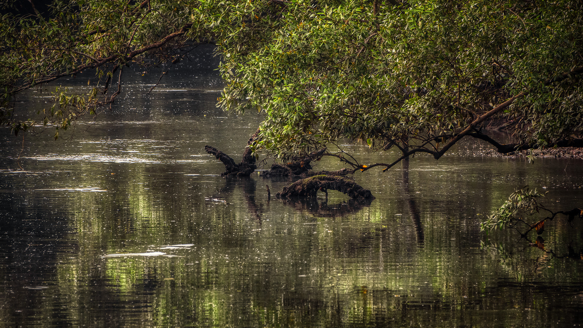 Sungei Buloh Wetland Reserve (V)