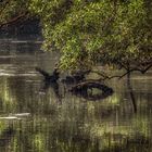 Sungei Buloh Wetland Reserve (V)