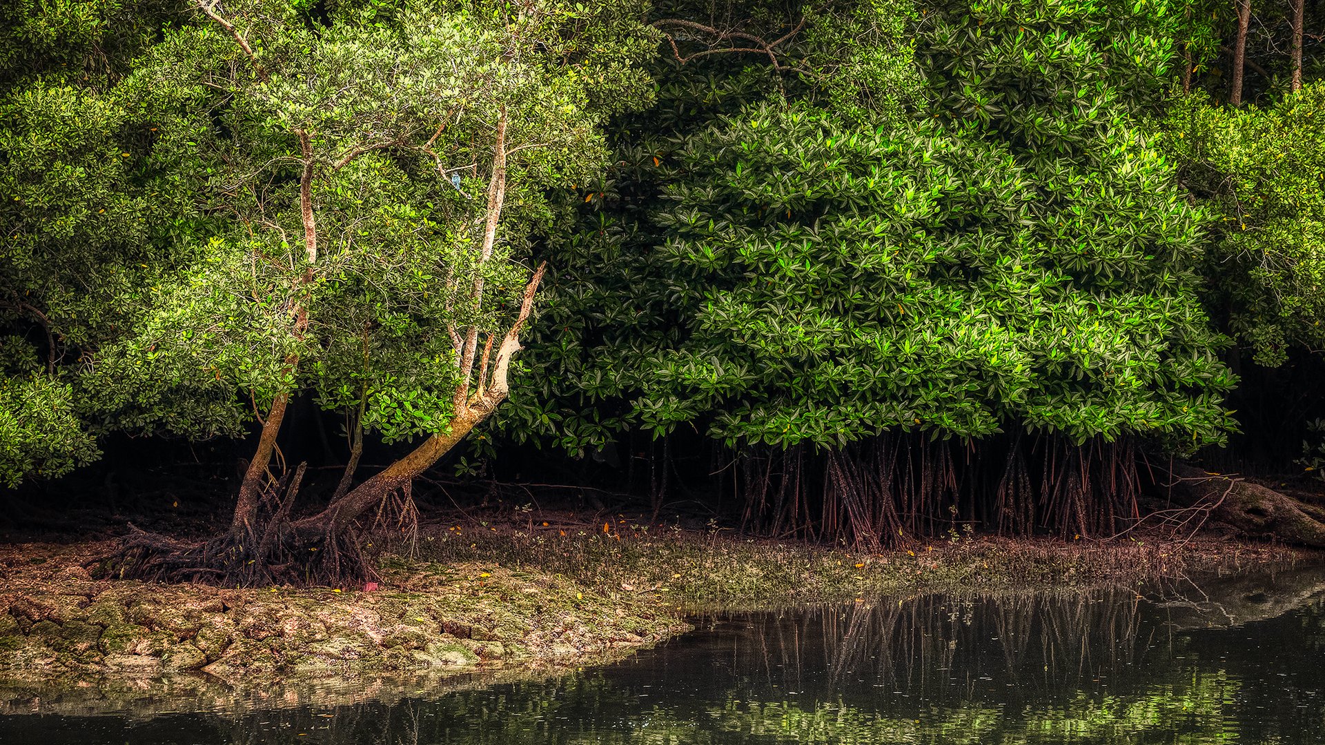 Sungei Buloh Wetland Reserve (VI)