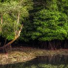 Sungei Buloh Wetland Reserve (VI)