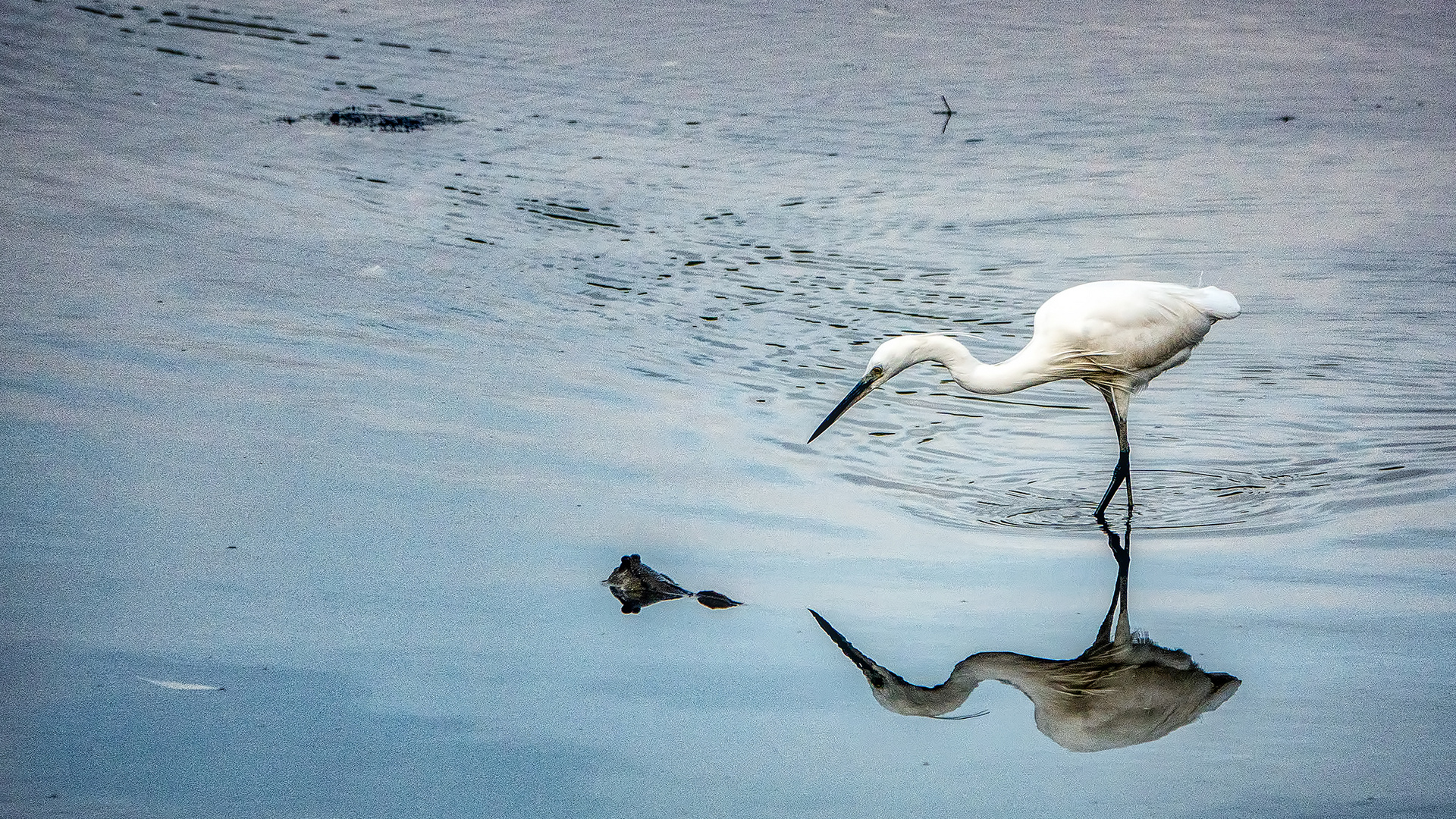 Sungei Buloh Wetland Reserve (VIII)