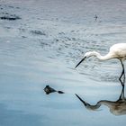 Sungei Buloh Wetland Reserve (VIII)