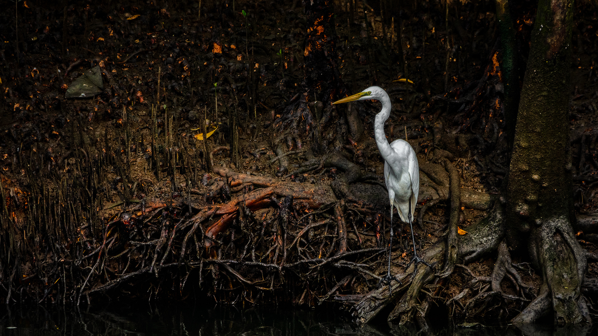 Sungei Buloh Wetland Reserve (X)