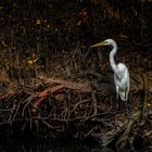 Sungei Buloh Wetland Reserve (X)