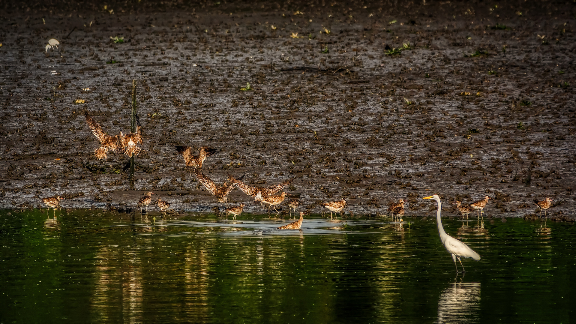 Sungei Buloh Wetland Reserve (XI)