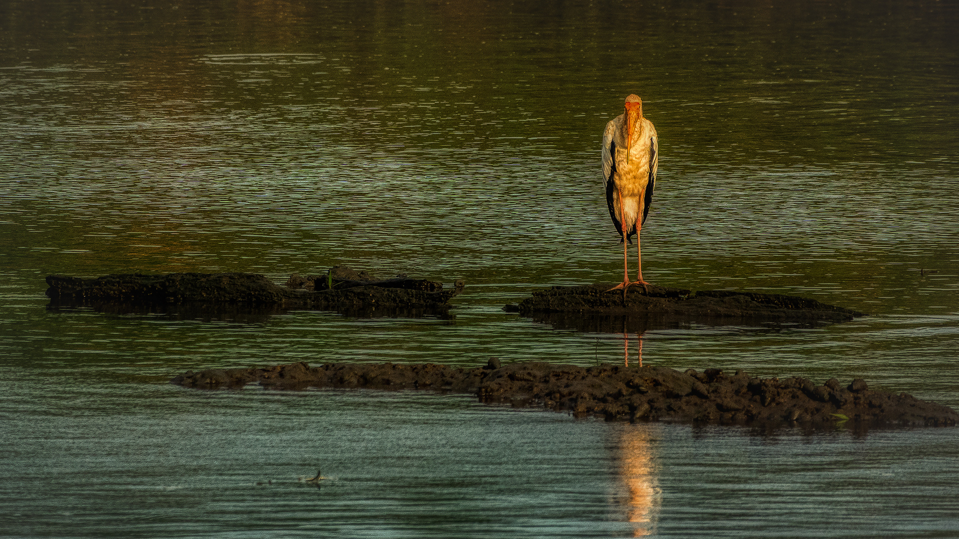 Sungei Buloh Wetland Reserve (XII)