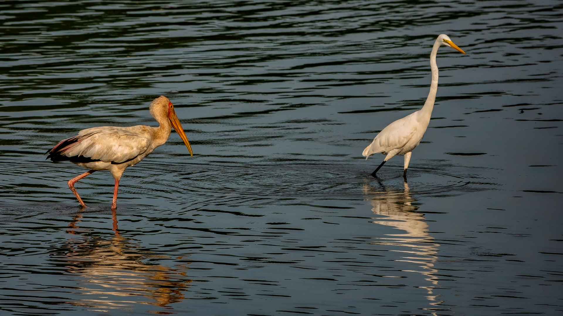 Sungei Buloh Wetland Reserve (XIII)