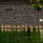 Sungei Buloh Wetland Reserve (XIV)