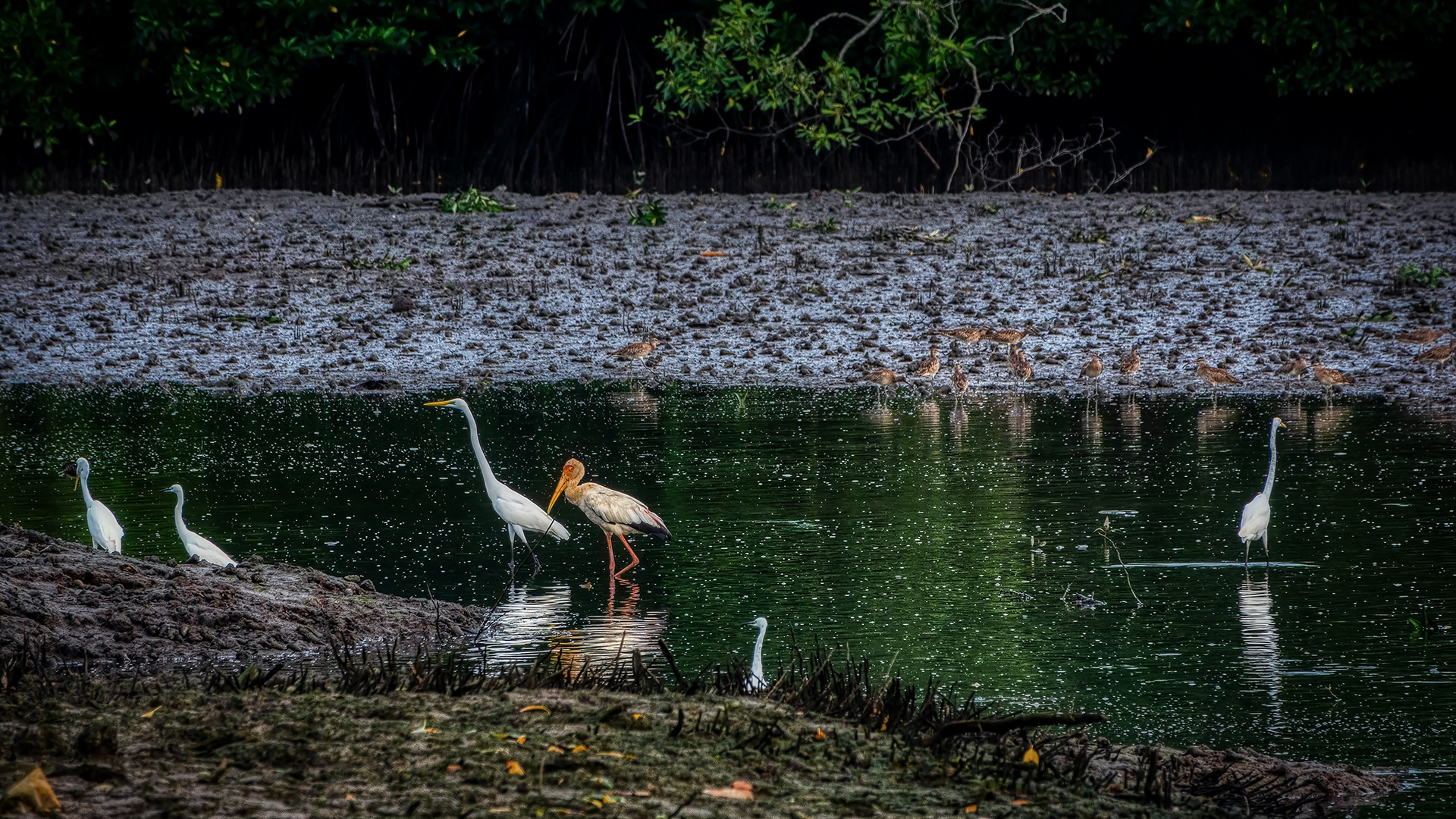 Sungei Buloh Wetland Reserve (XIX)