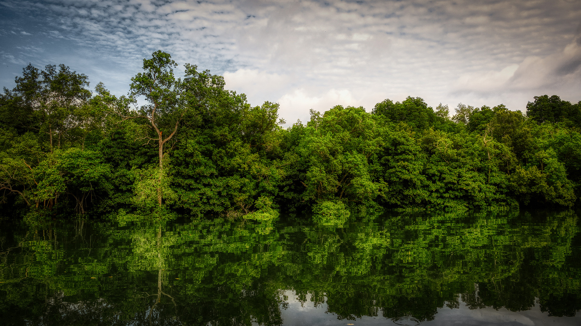 Sungei Buloh Wetland Reserve (XL)