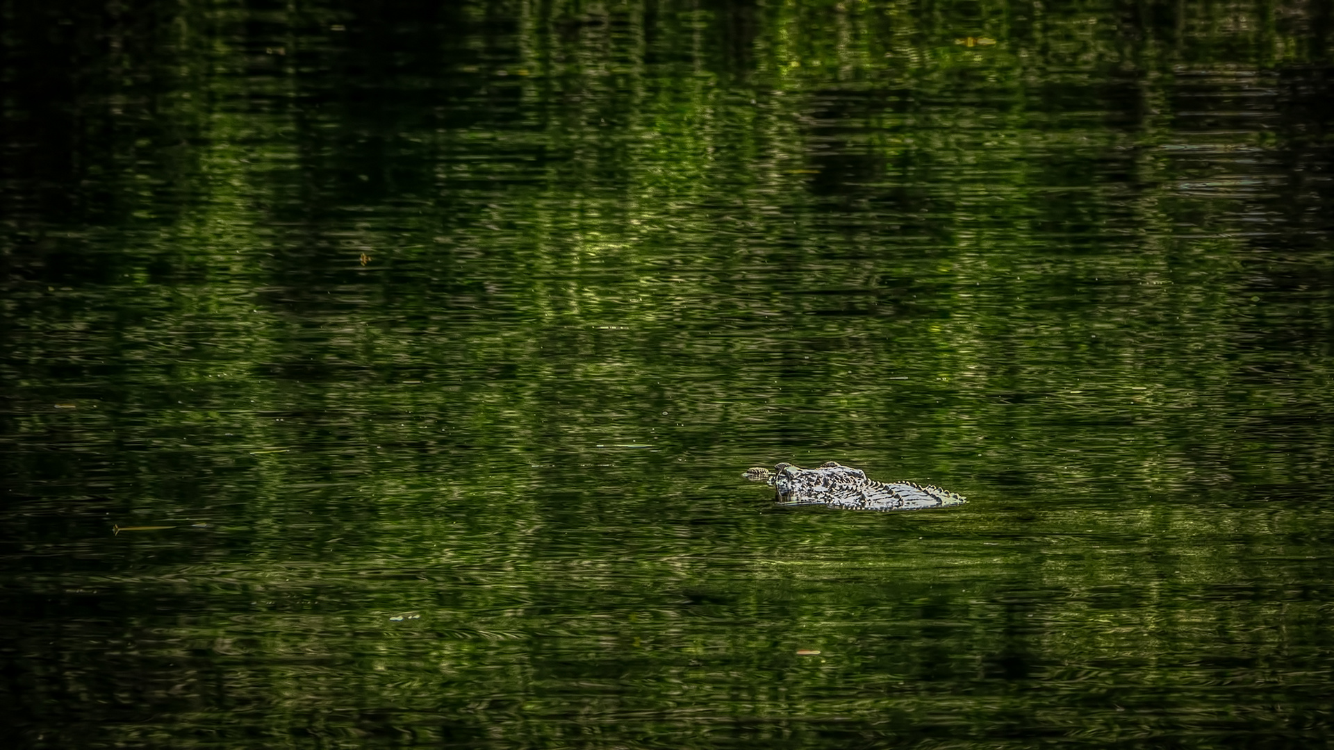 Sungei Buloh Wetland Reserve (XLI)