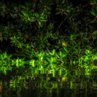 Sungei Buloh Wetland Reserve (XLIV)