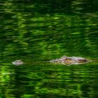 Sungei Buloh Wetland Reserve (XLV)