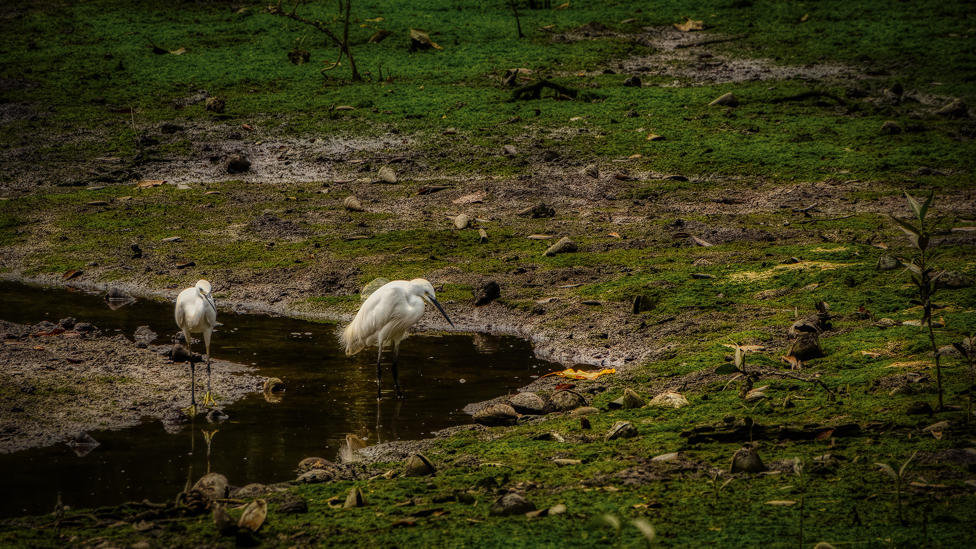 Sungei Buloh Wetland Reserve (XLVII)