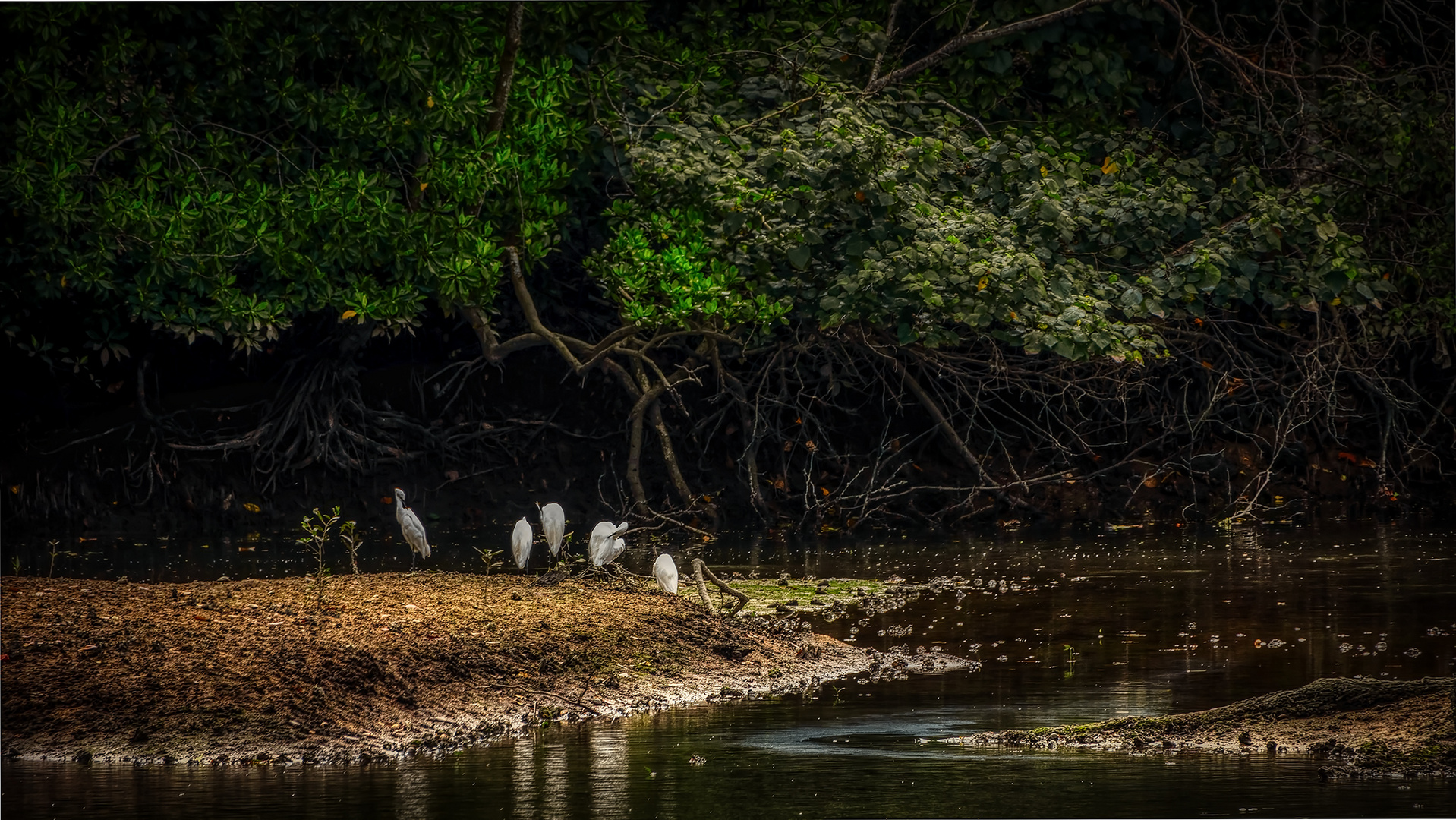 Sungei Buloh Wetland Reserve (XLVIII)