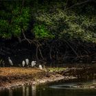 Sungei Buloh Wetland Reserve (XLVIII)