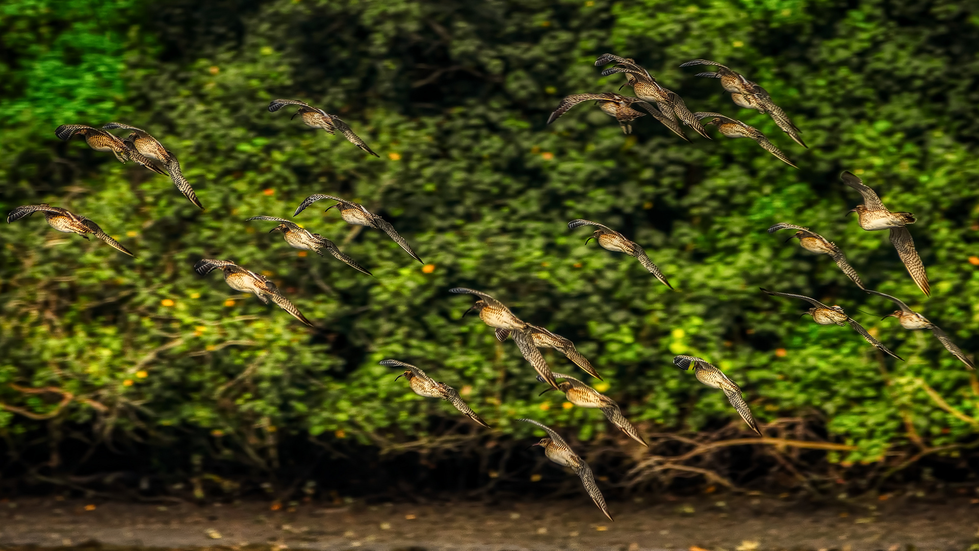 Sungei Buloh Wetland Reserve (XVI)