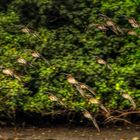 Sungei Buloh Wetland Reserve (XVI)