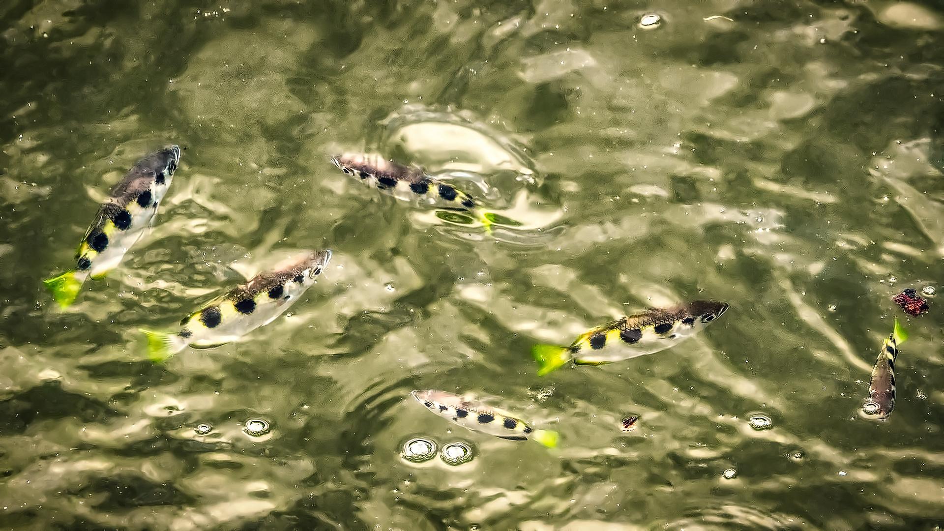 Sungei Buloh Wetland Reserve (XVII)