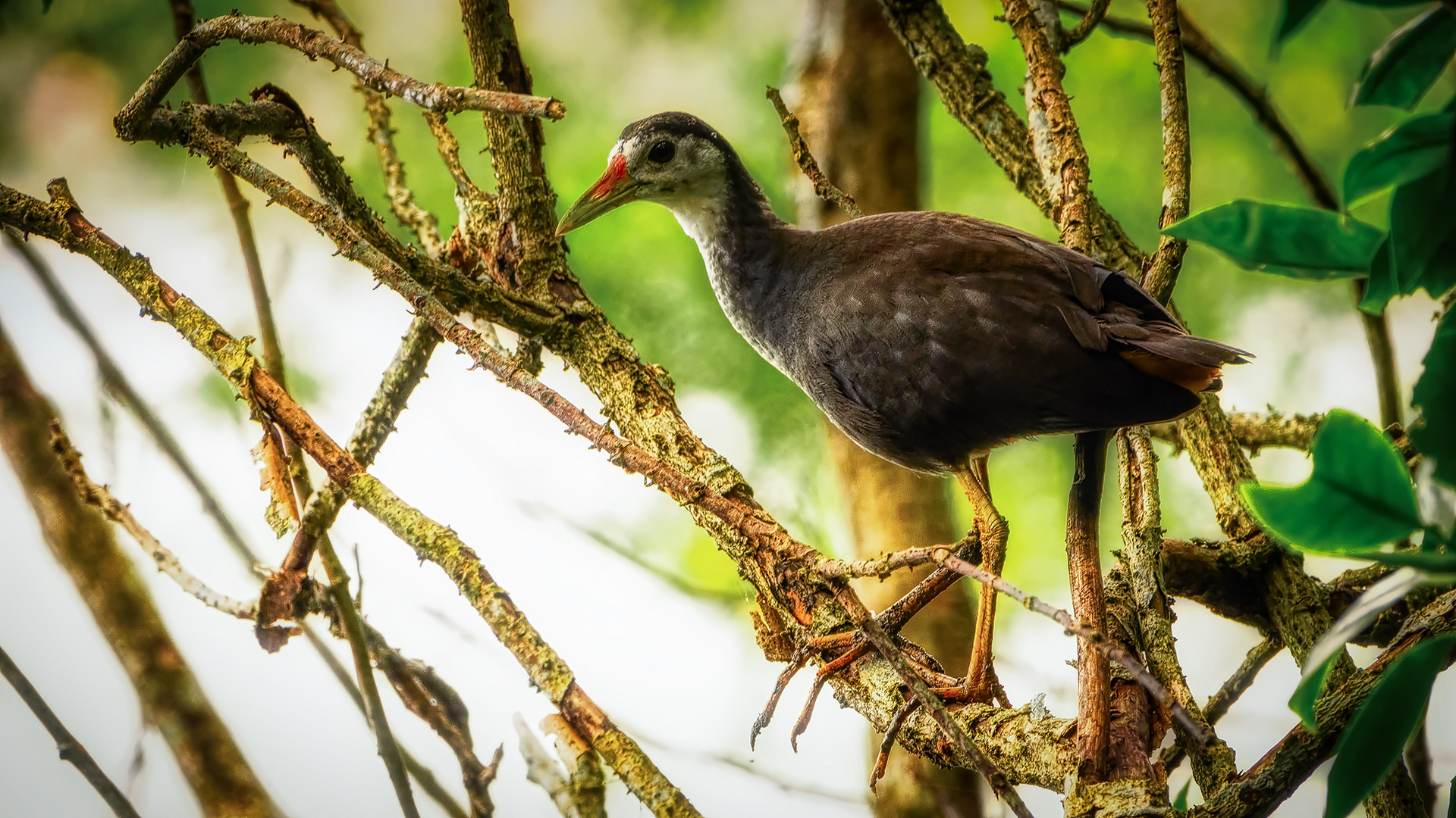 Sungei Buloh Wetland Reserve (XVIII)