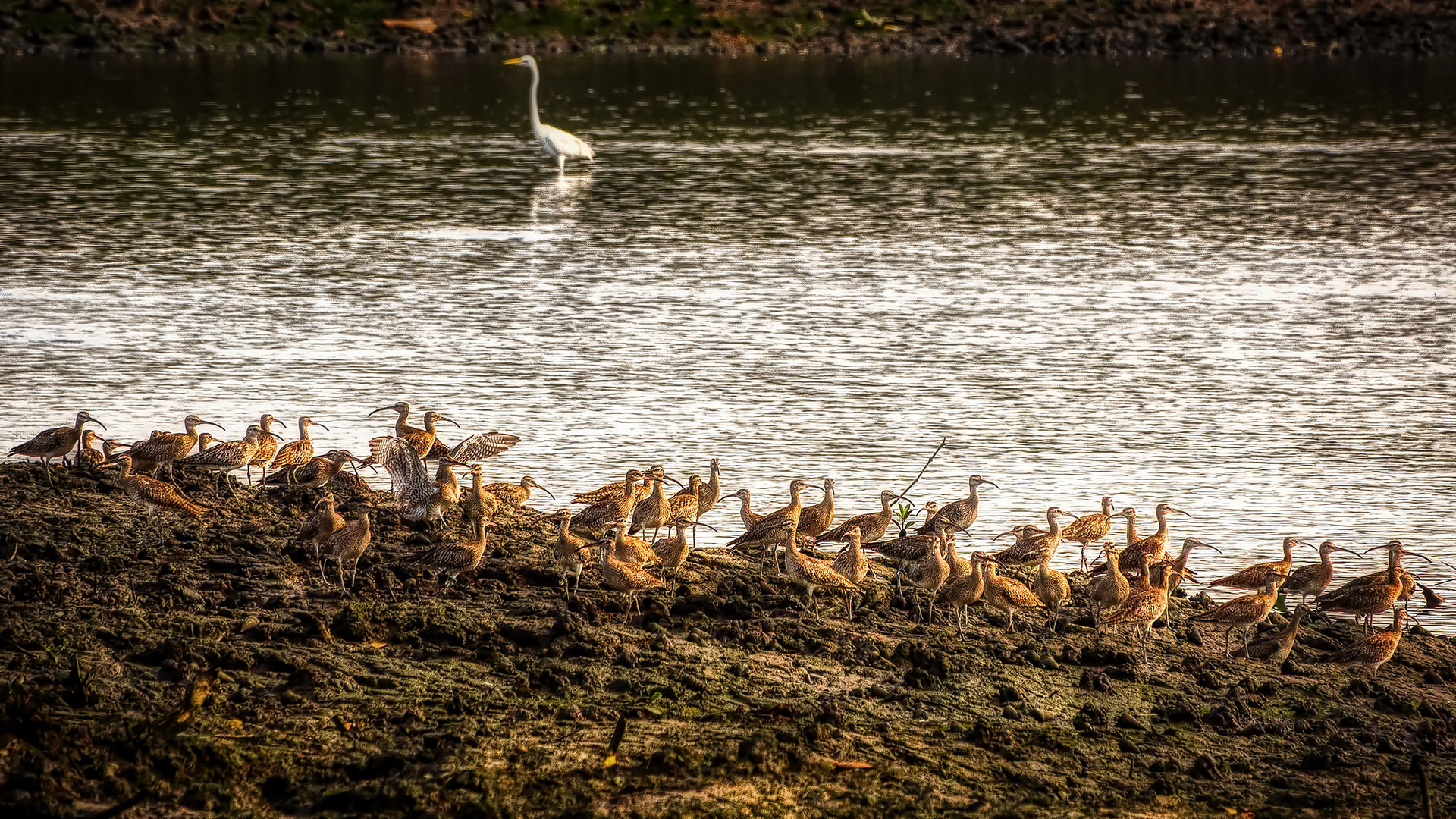 Sungei Buloh Wetland Reserve (XX)