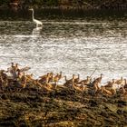 Sungei Buloh Wetland Reserve (XX)