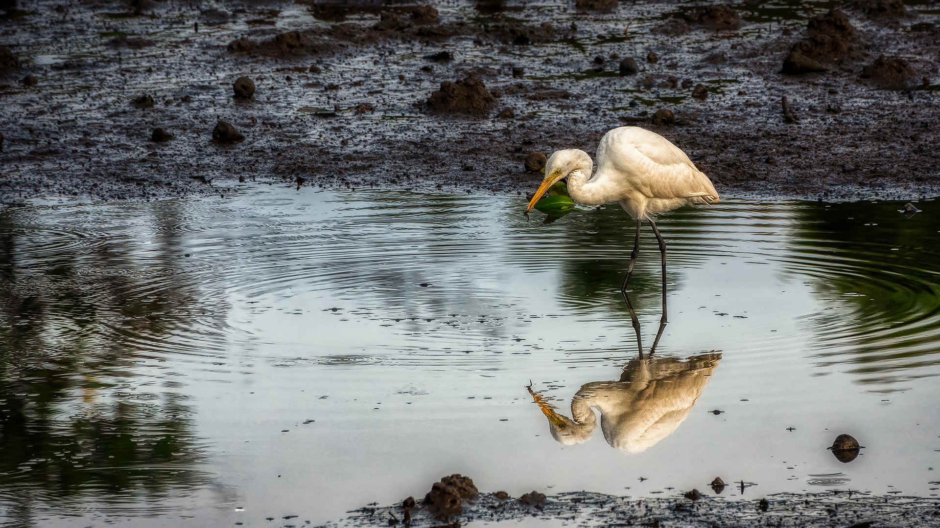 Sungei Buloh Wetland Reserve (XXI)