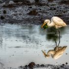 Sungei Buloh Wetland Reserve (XXI)