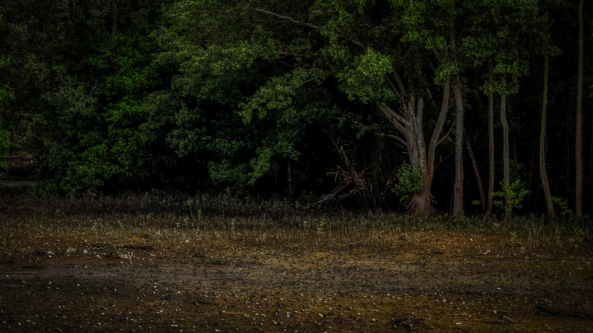 Sungei Buloh Wetland Reserve (XXIX)