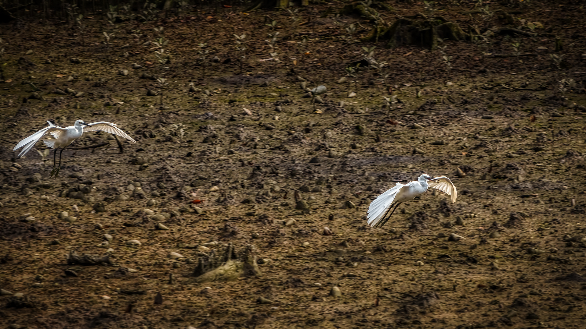 Sungei Buloh Wetland Reserve (XXVII)