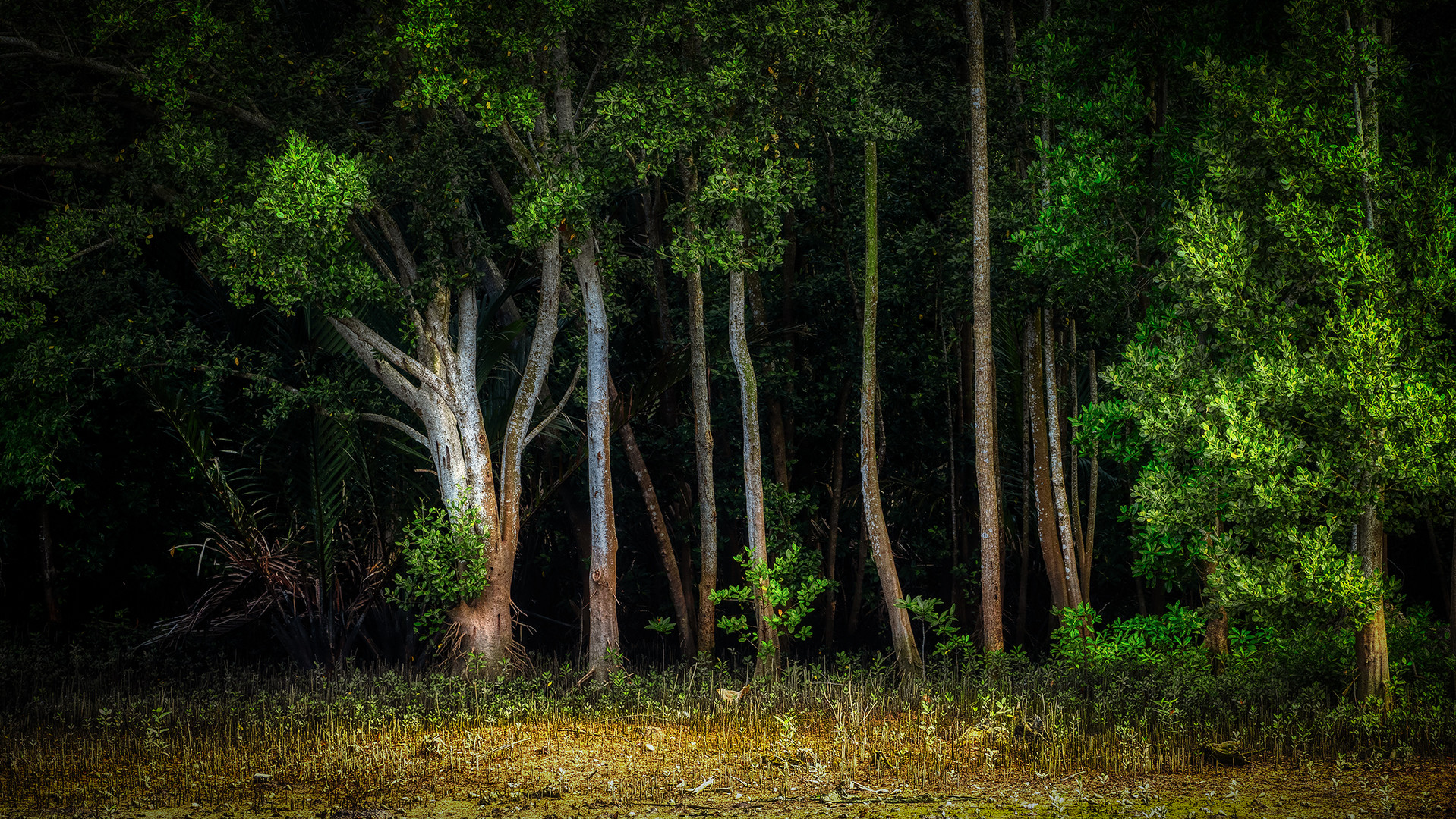 Sungei Buloh Wetland Reserve (XXVIII)