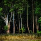 Sungei Buloh Wetland Reserve (XXVIII)