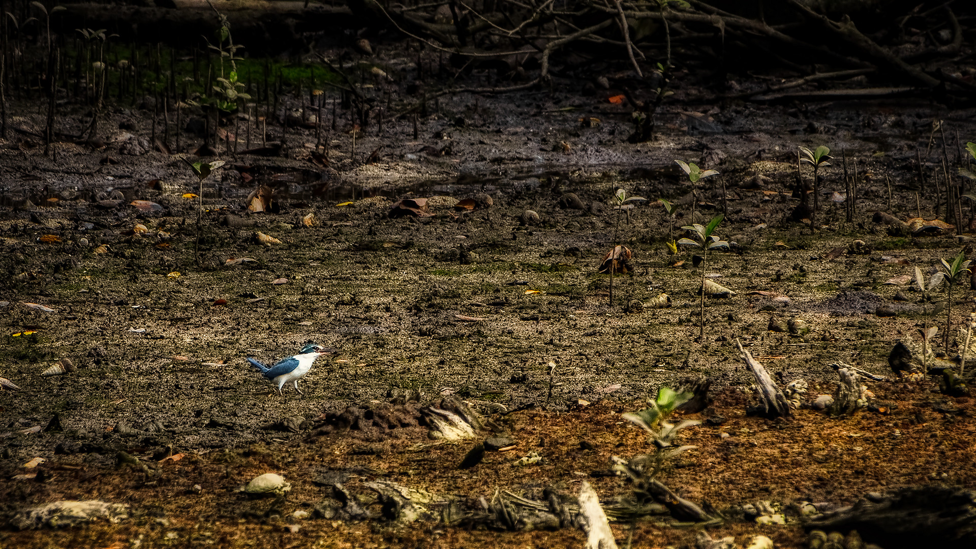 Sungei Buloh Wetland Reserve (XXX)