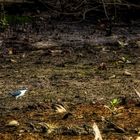 Sungei Buloh Wetland Reserve (XXX)