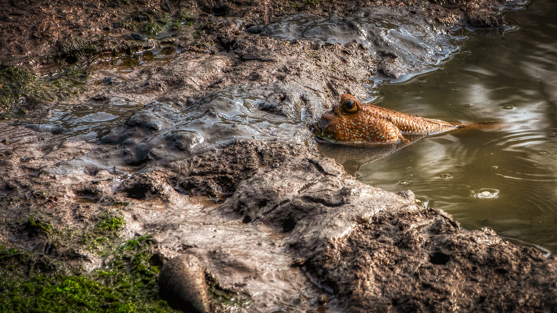 Sungei Buloh Wetland Reserve (XXXI)