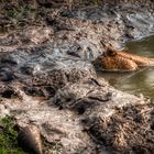 Sungei Buloh Wetland Reserve (XXXI)