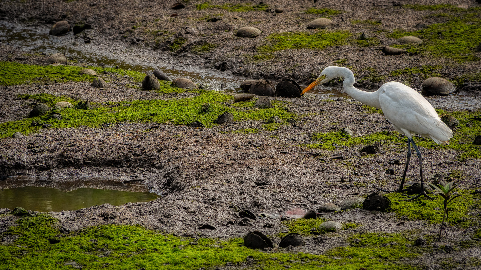 Sungei Buloh Wetland Reserve (XXXII)