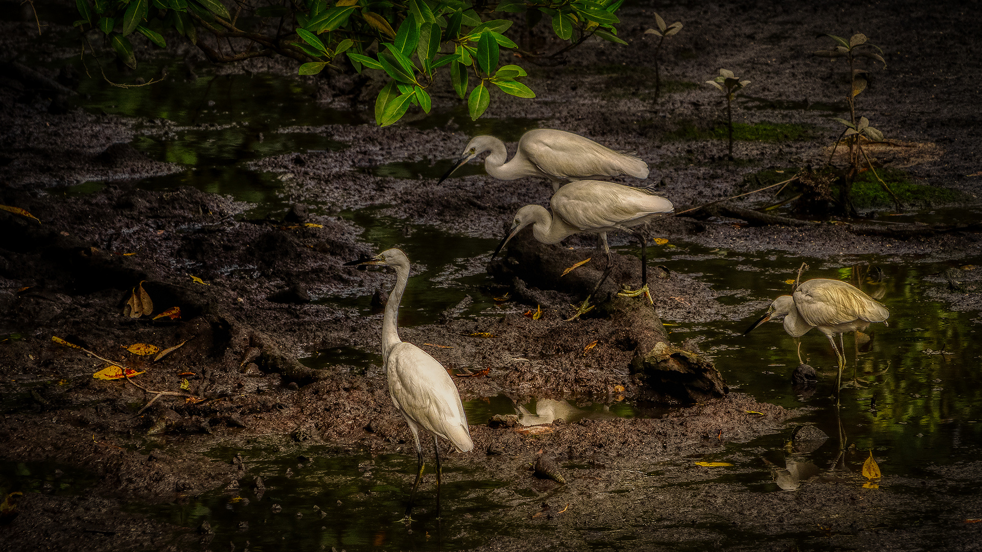 Sungei Buloh Wetland Reserve (XXXIII)