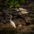 Sungei Buloh Wetland Reserve (XXXIII)